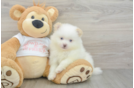 Petite Swergspitz Purebred Puppy