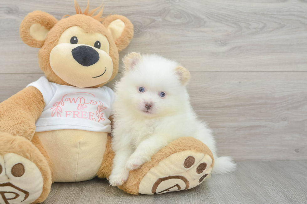 Petite Swergspitz Purebred Puppy