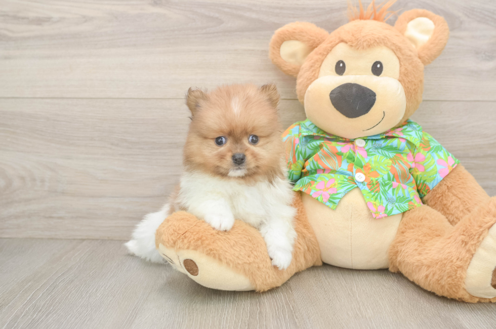 5 week old Pomeranian Puppy For Sale - Premier Pups
