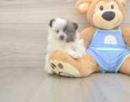 5 week old Pomeranian Puppy For Sale - Premier Pups