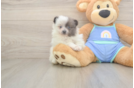 Small Pomeranian Baby