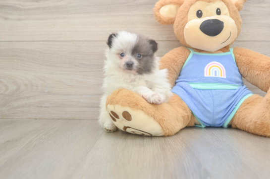 Small Pomeranian Baby