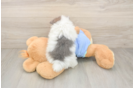 Hypoallergenic Pomeranian Baby