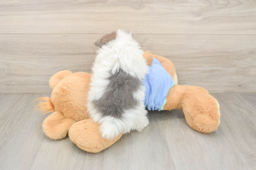 Hypoallergenic Pomeranian Baby