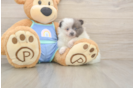 Funny Pomeranian Purebred Pup