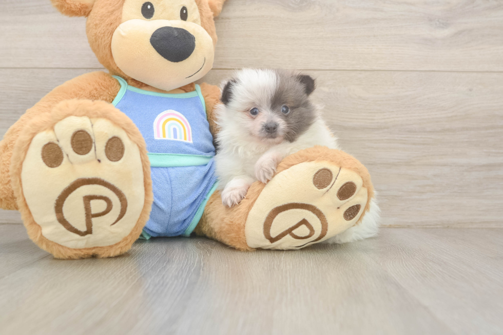 Funny Pomeranian Purebred Pup