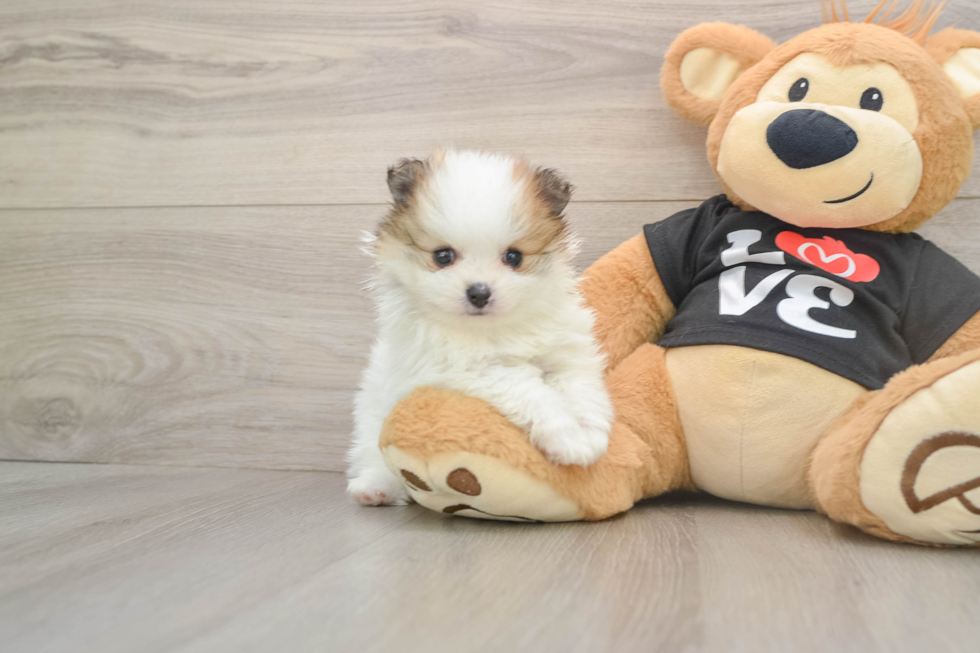 Pomeranian Pup Being Cute