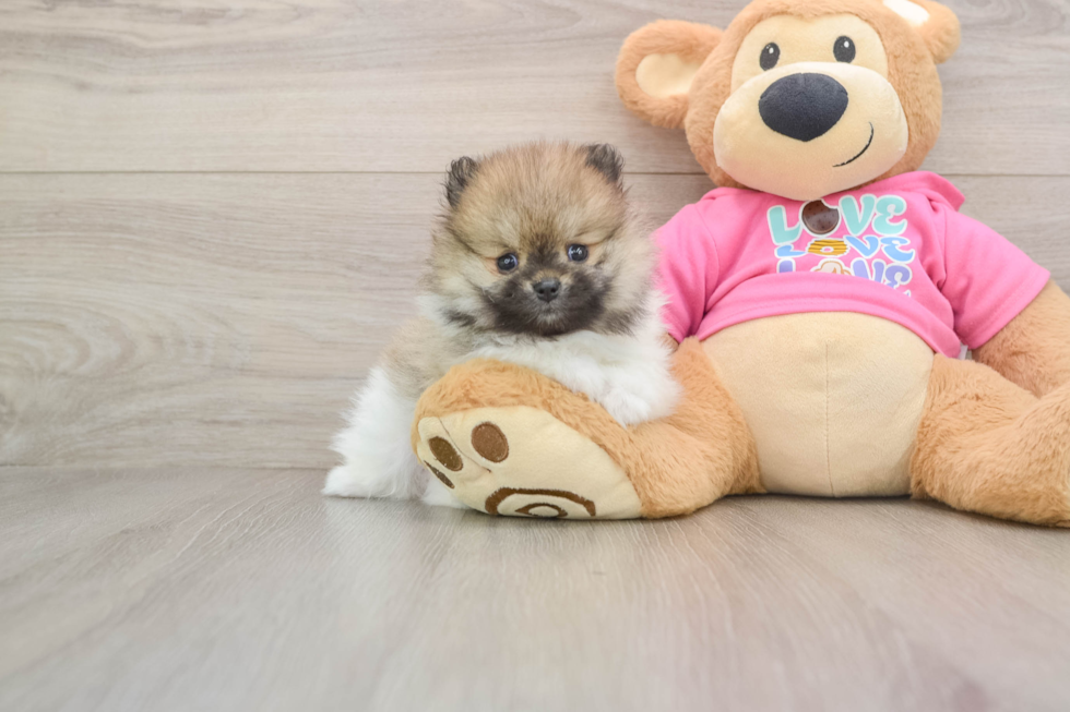 Pomeranian Pup Being Cute