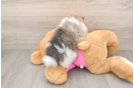 Best Pomeranian Baby