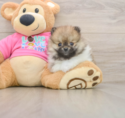 6 week old Pomeranian Puppy For Sale - Premier Pups