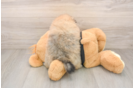 Hypoallergenic Pomeranian Baby
