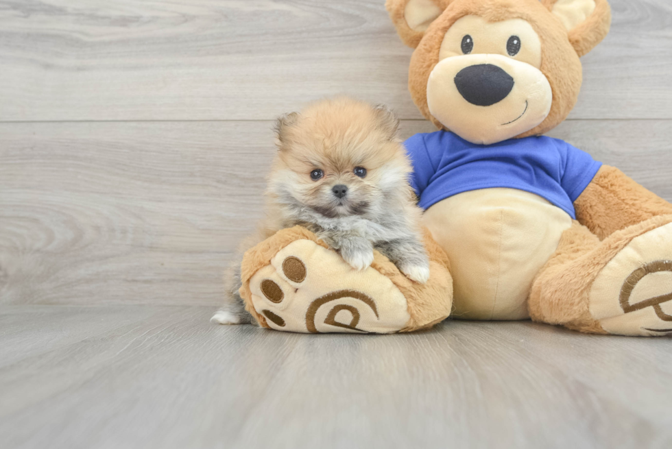 Pomeranian Pup Being Cute