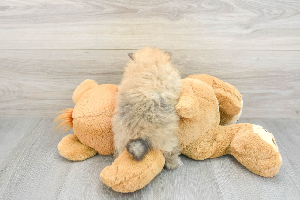 Little Pomeranian Purebred Pup