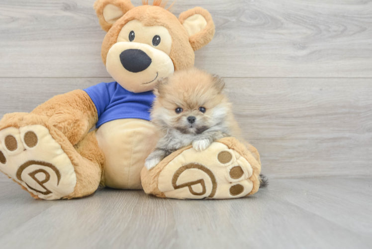 Pomeranian Puppy for Adoption