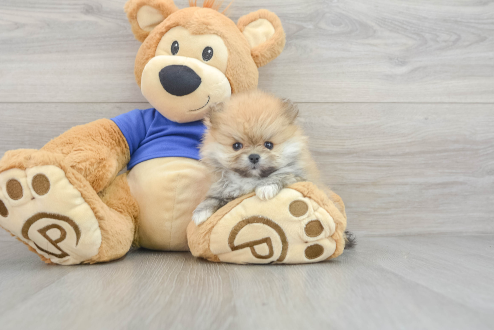 Pomeranian Puppy for Adoption
