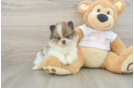 Pomeranian Puppy for Adoption