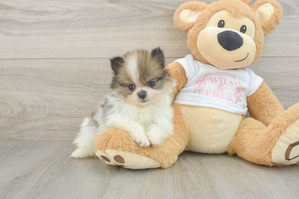 Pomeranian Puppy for Adoption