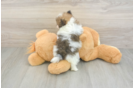 Best Pomeranian Baby