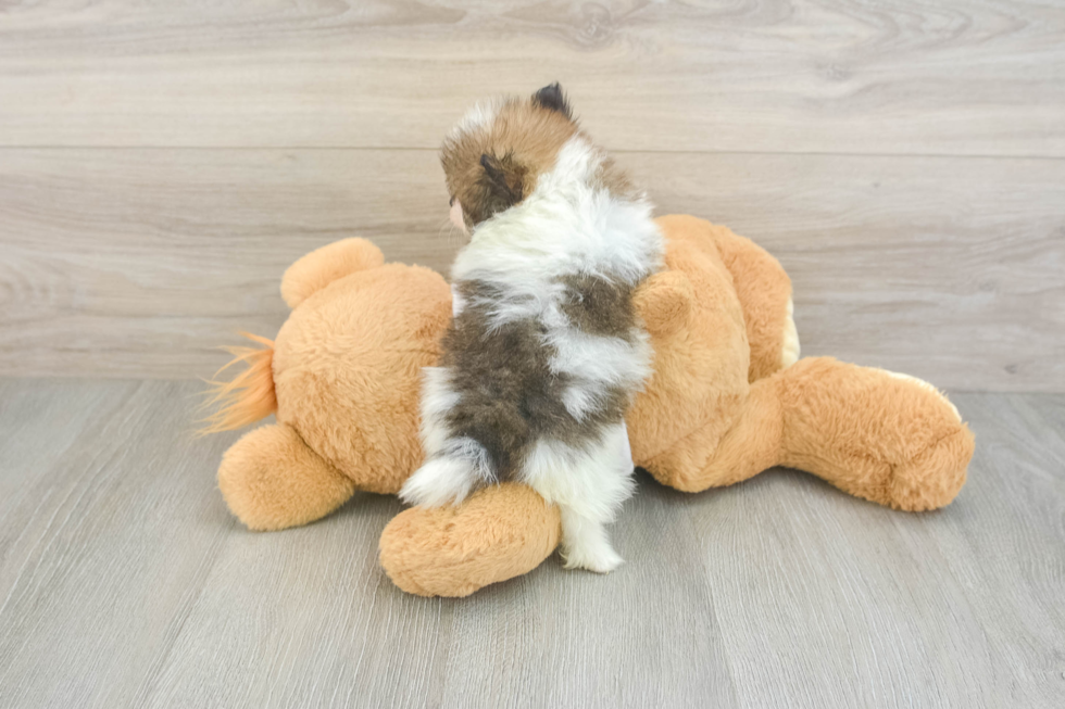 Best Pomeranian Baby