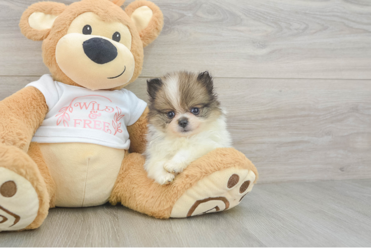 Pomeranian Puppy for Adoption
