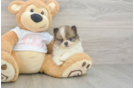 Pomeranian Puppy for Adoption