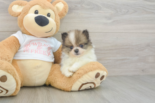 Pomeranian Puppy for Adoption