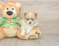 6 week old Pomeranian Puppy For Sale - Premier Pups