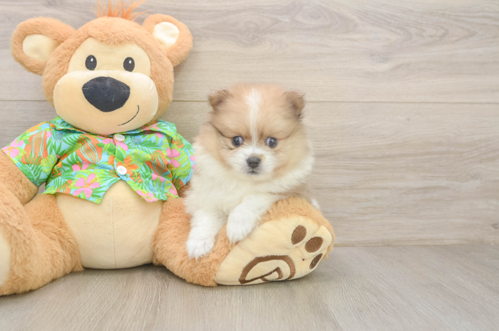 5 week old Pomeranian Puppy For Sale - Premier Pups
