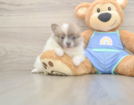 5 week old Pomeranian Puppy For Sale - Premier Pups