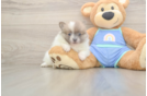 Adorable Pom Dog Purebred Puppy