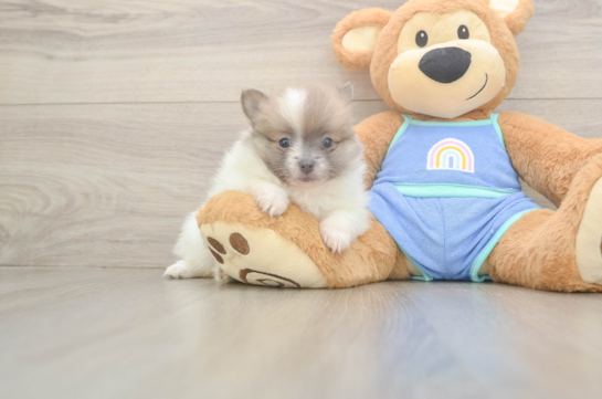 Adorable Pom Dog Purebred Puppy