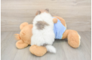 Pomeranian Pup Being Cute