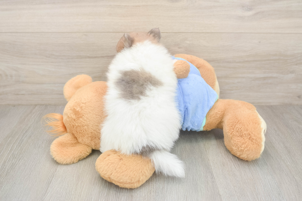 Pomeranian Pup Being Cute