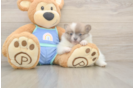 Energetic Pom Purebred Puppy