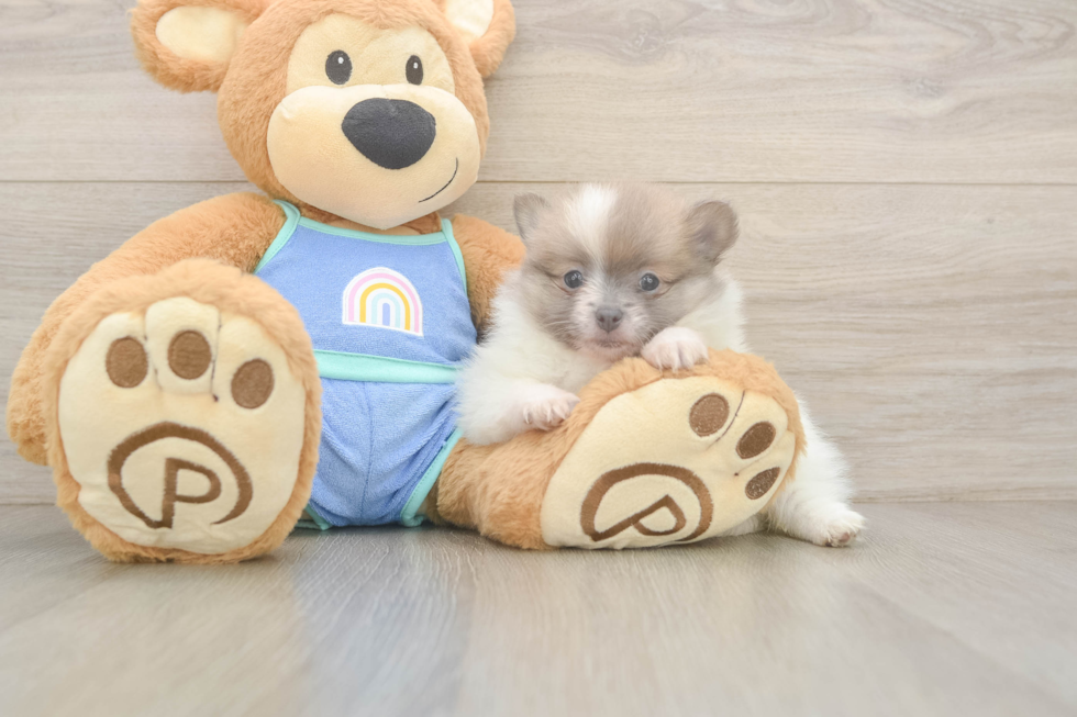 Energetic Pom Purebred Puppy