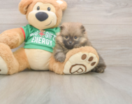8 week old Pomeranian Puppy For Sale - Premier Pups