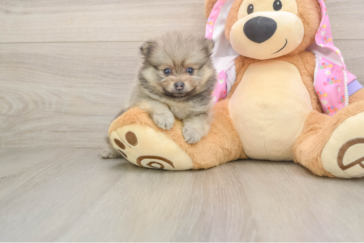 Petite Loulou Purebred Puppy