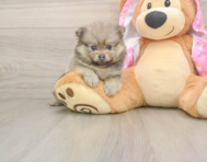 7 week old Pomeranian Puppy For Sale - Premier Pups
