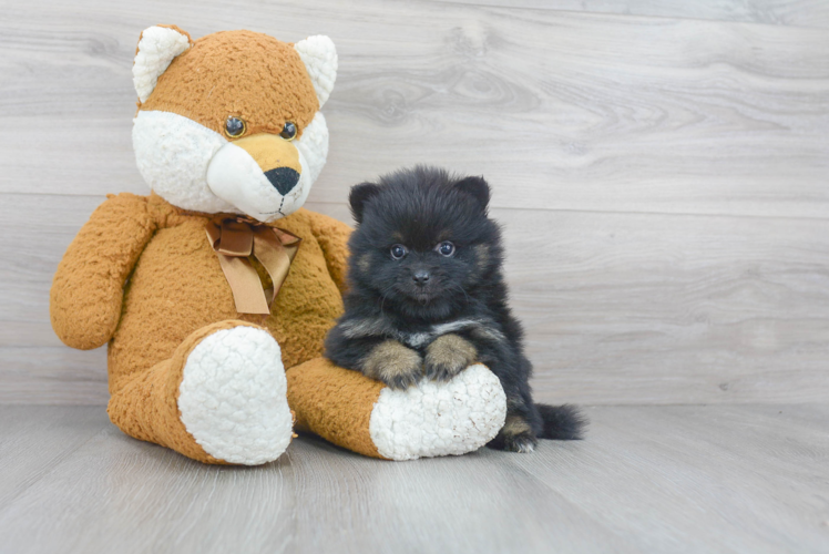 Hypoallergenic Pomeranian Baby