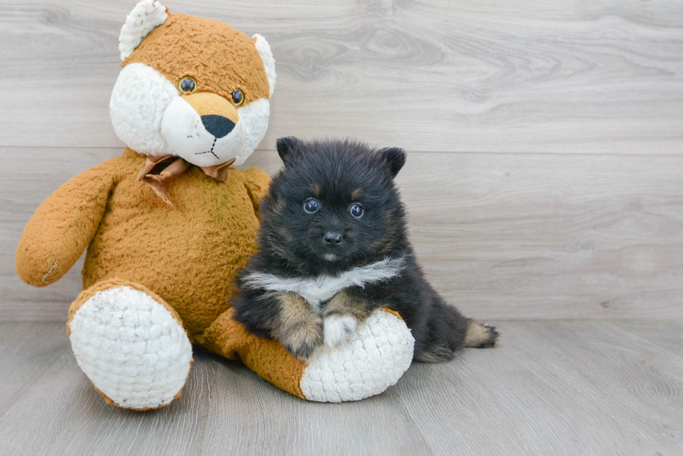 Playful Pomeranian Baby