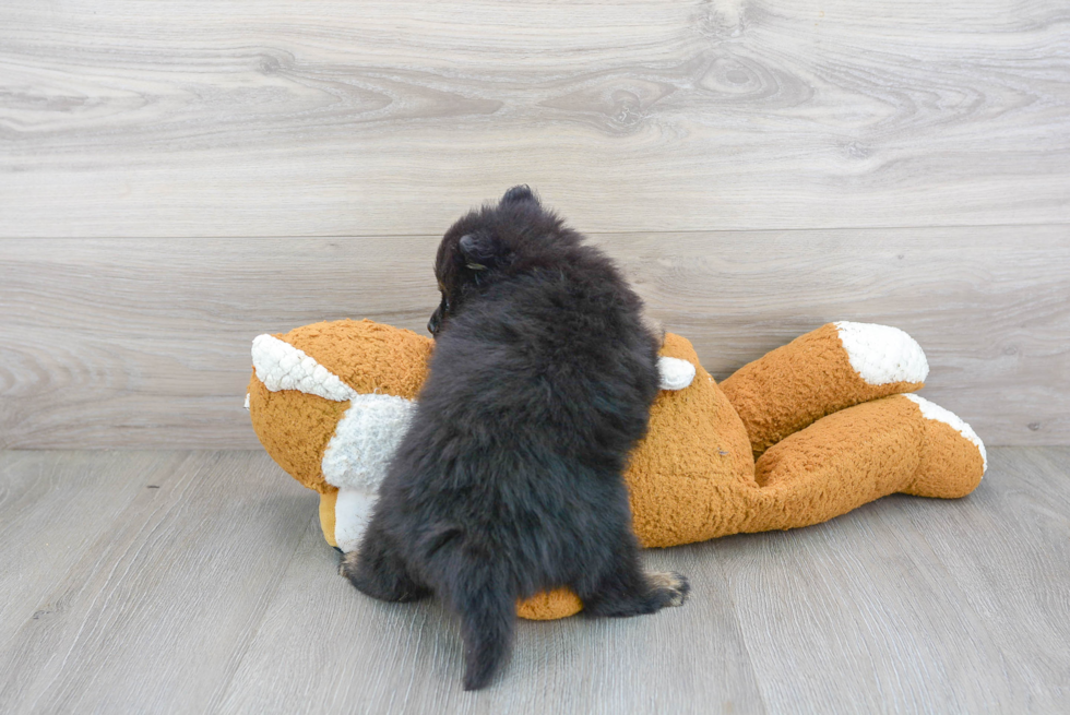 Sweet Pomeranian Purebred Puppy