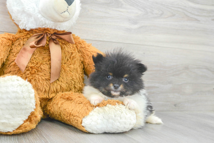 Pomeranian Pup Being Cute