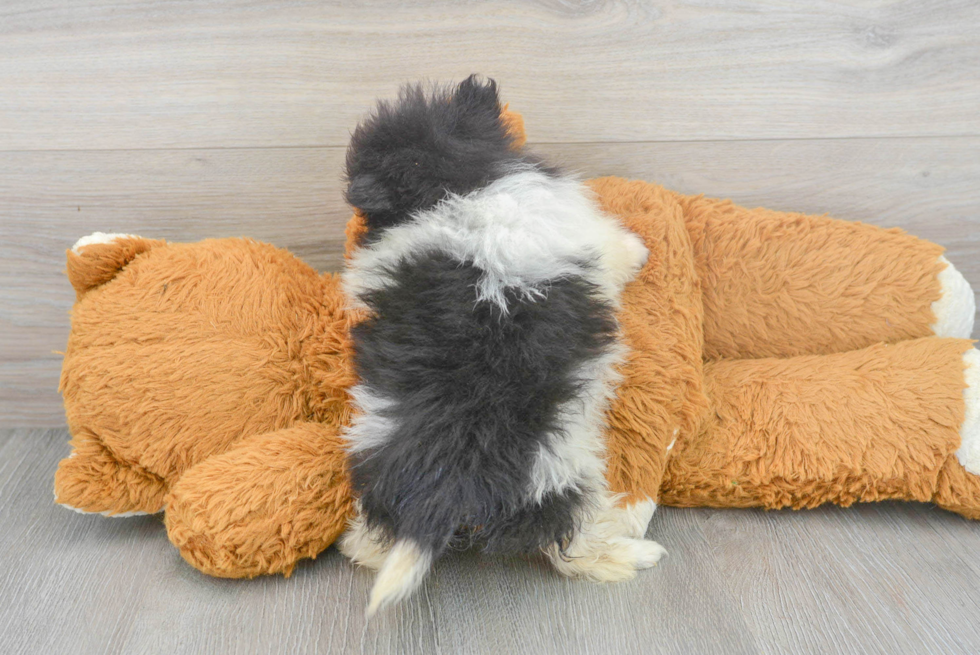 Friendly Pomeranian Baby