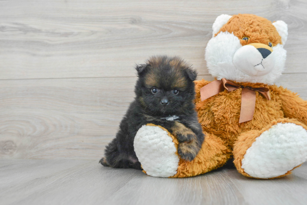 Funny Pomeranian Baby