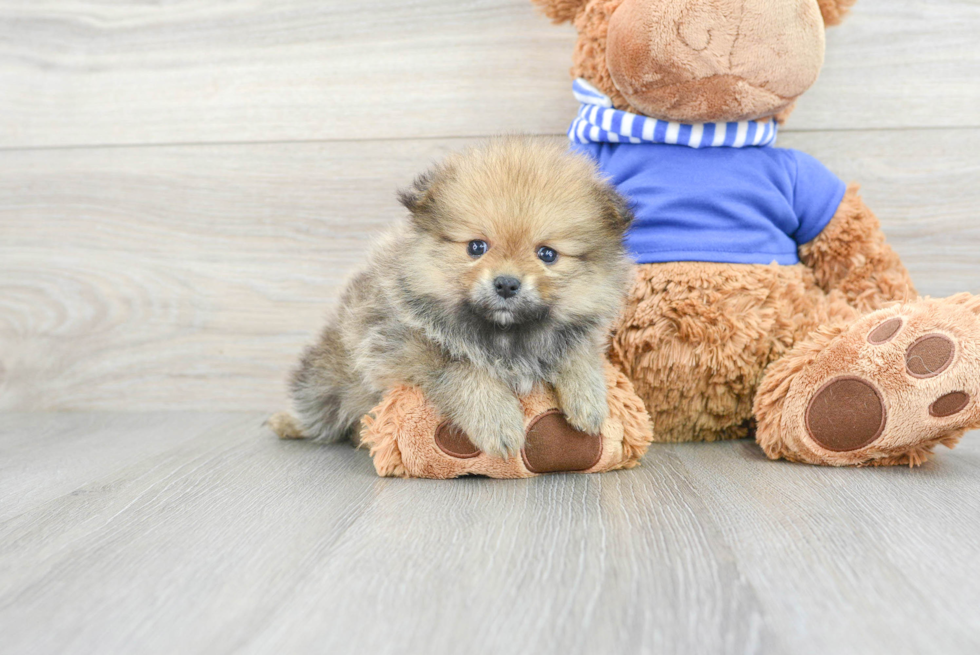 Energetic Pomeranian Purebred Puppy