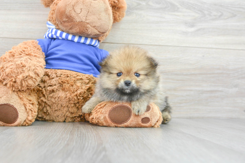 Pomeranian Puppy for Adoption