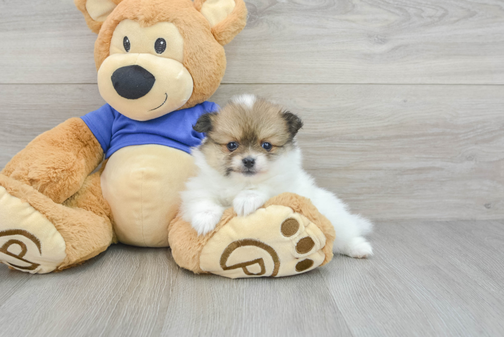 Pomeranian Pup Being Cute