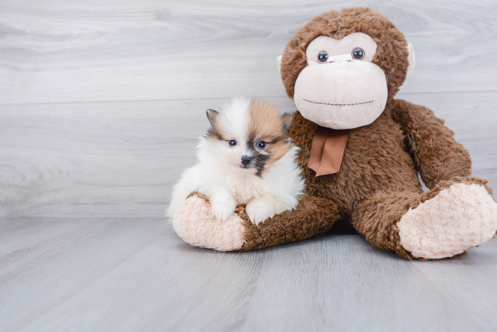 Sweet Pomeranian Purebred Puppy