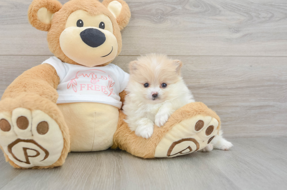 5 week old Pomeranian Puppy For Sale - Premier Pups