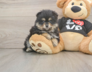 5 week old Pomeranian Puppy For Sale - Premier Pups